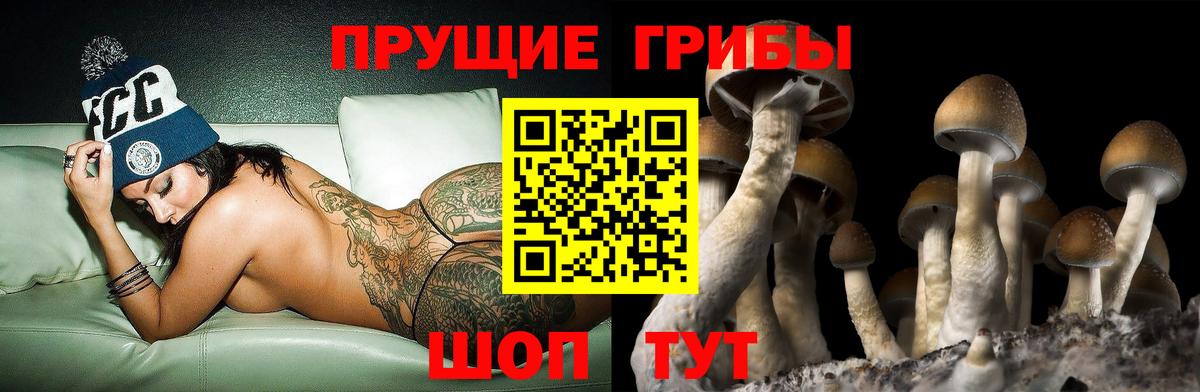 Галлюциногенные грибы Psilocybine cubensis Минусинск